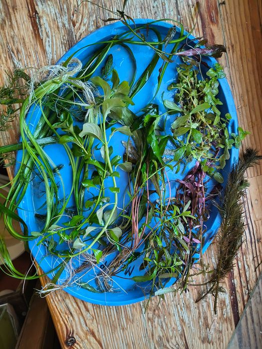 Акваріумні рослинки набором