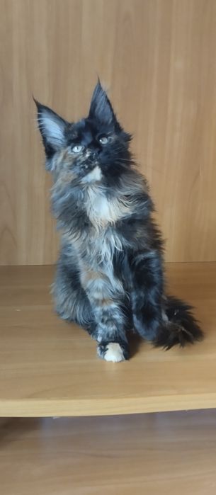 Мейн Кун девочка, окрас черепаховый. Возраст 3 месяца