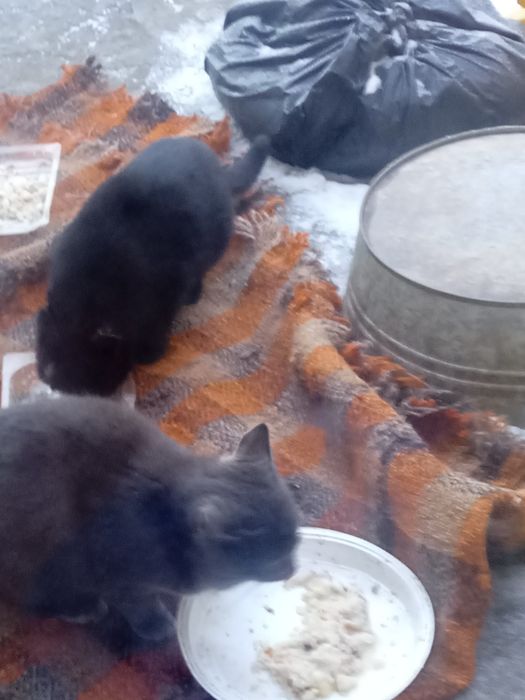 Прийму  корм для кошенят безкоштовно