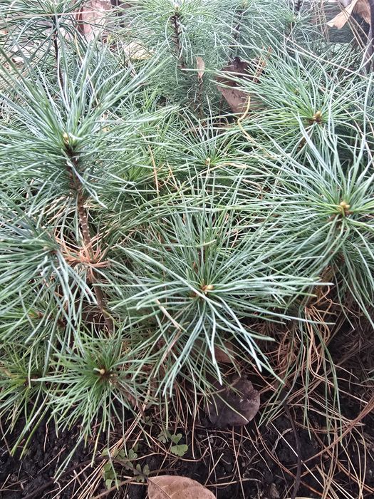 Сосна Гималайская  Сосна Черная сосна Пандеросса