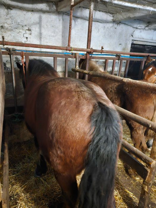 Sprzedam konie Zimnokrwiste