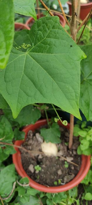 Planta de Chuchu branco e verde
