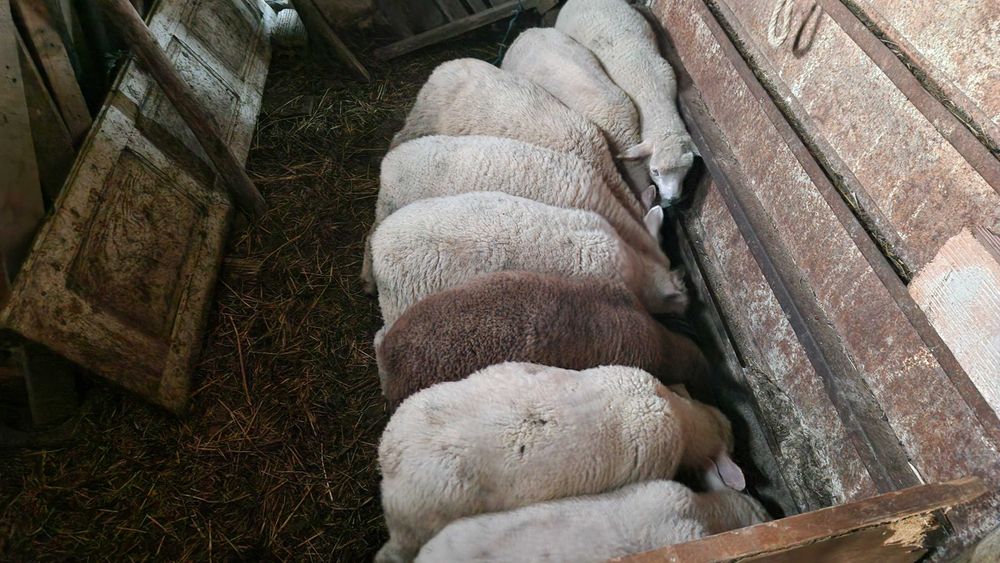 Borregos Texel para criação
