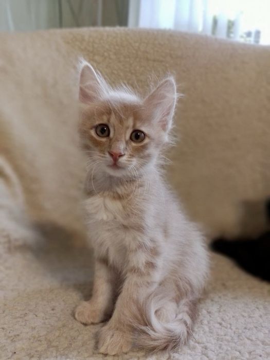 Котята ищут семьи / кошенята шукають родини