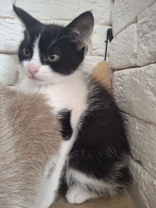 Котик Лео 2 міс.