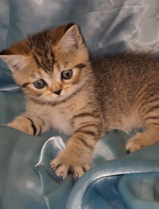 Шотландский котик табби