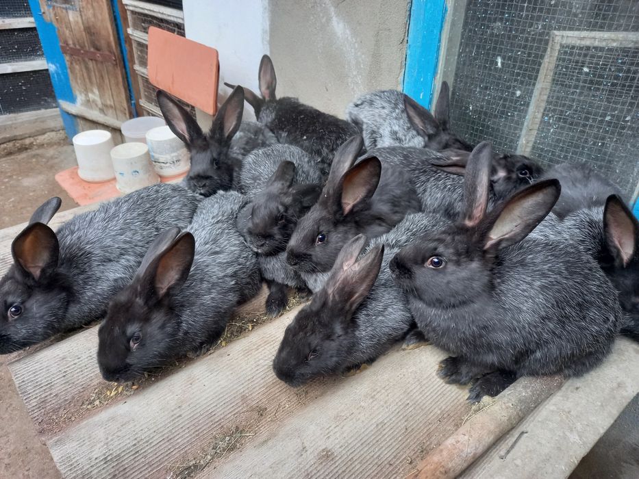 Кролики Полтавське Срібло