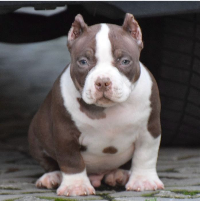 American bully samiec