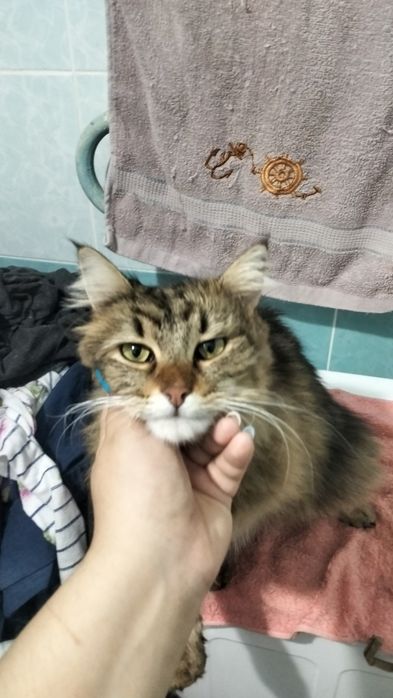 Шукає родину метис бенгальця