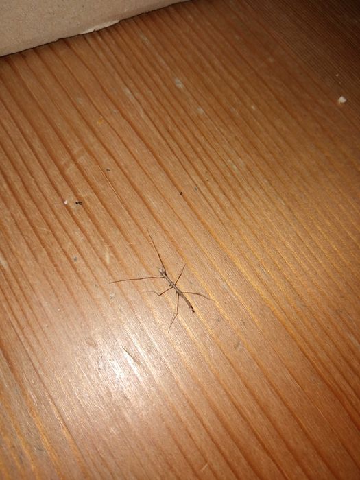 Patyczaki za darmo, nowe malutkie okazy