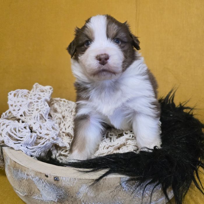 Owczarek australijski FCI samiec Macho