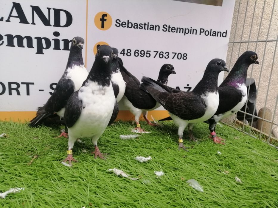 Gołębie. Czajki wiedeńskie. Czajka. Możliwy transport od 2 stycznia