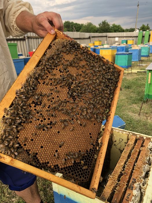 Продам бджолопакети, породи БАКФАСТ