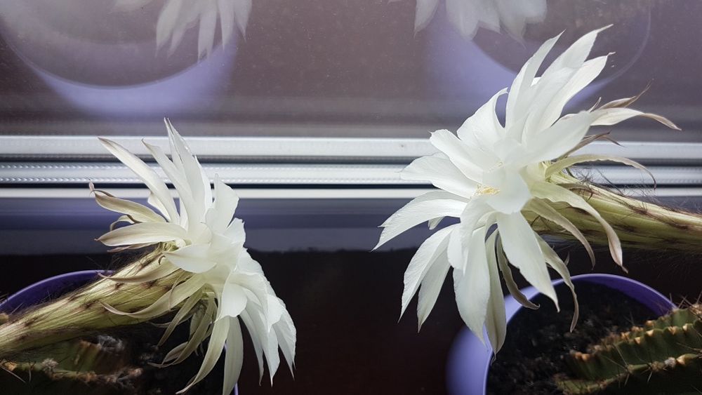 Kaktusyyy ok 25-30 lat.