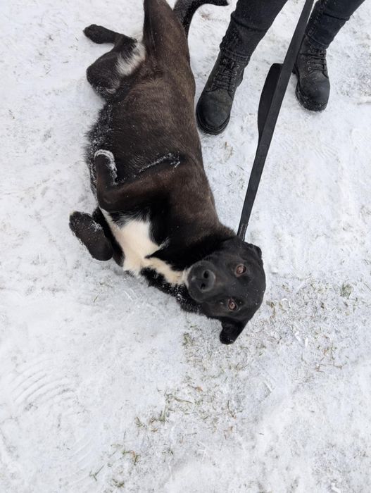 Gratka sunia do adopcji