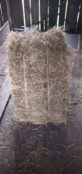 Siano kostki i beloty