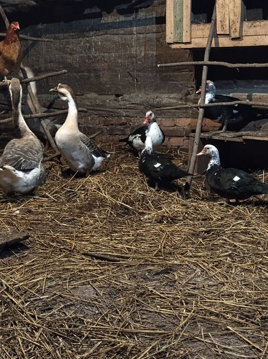 Kaczki francuskie piżmowe