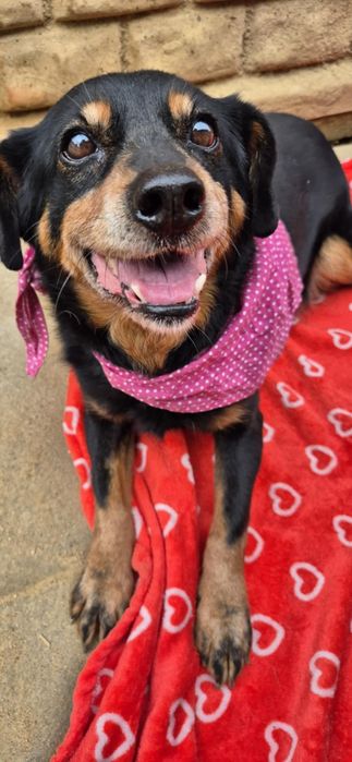 Nakolankowa, łagodna suczka szuka rodziny