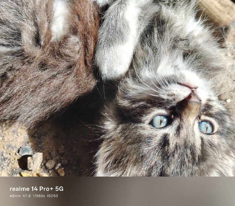 Віддам котенят в добрі руки (5 місять)