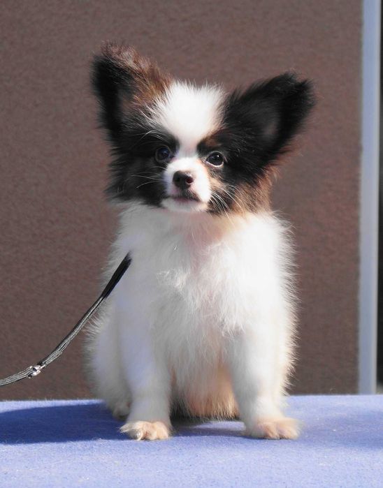 папийон мальчик белокорпусный