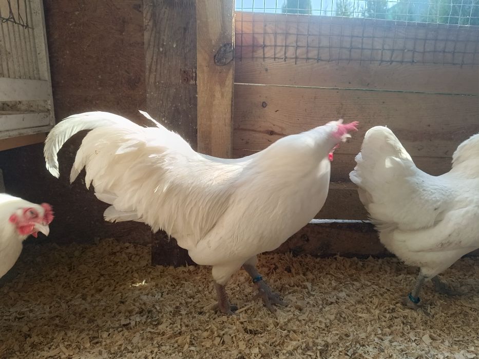 Australorpy miniaturowe