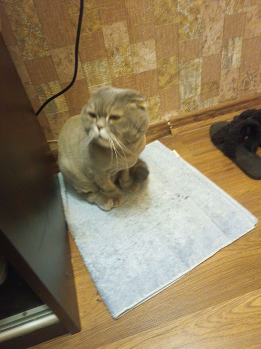 Отдам кота в хорошие руки и к добрым людям