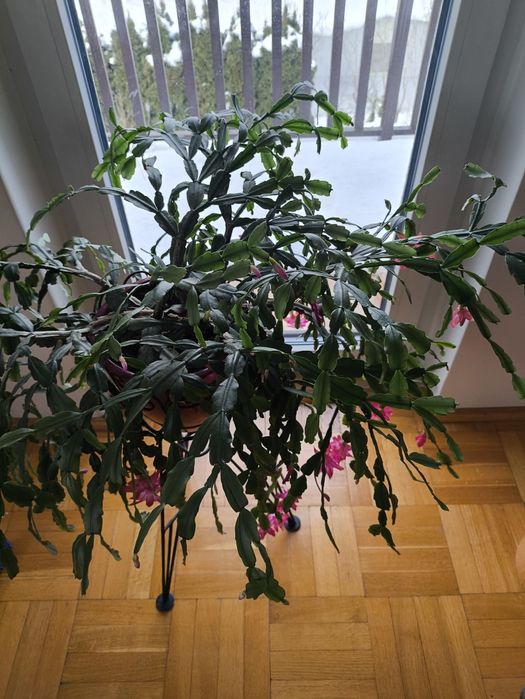 Śliczny kwiat kaktus grudnik śr. 90 cm i rośnie