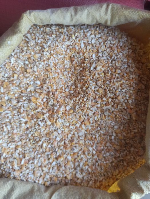 Kukurydza gnieciona kruszona sucha/pszenica/pszenzyto