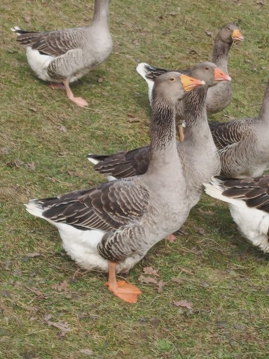 Jaja lęgowe od gęsi landes.