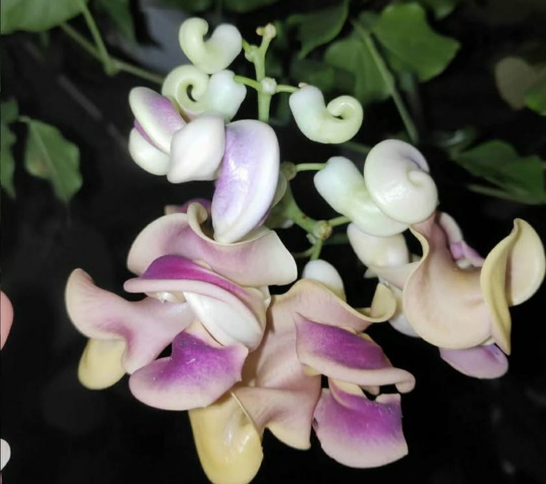 Planta já germinada de Vigna Caracala