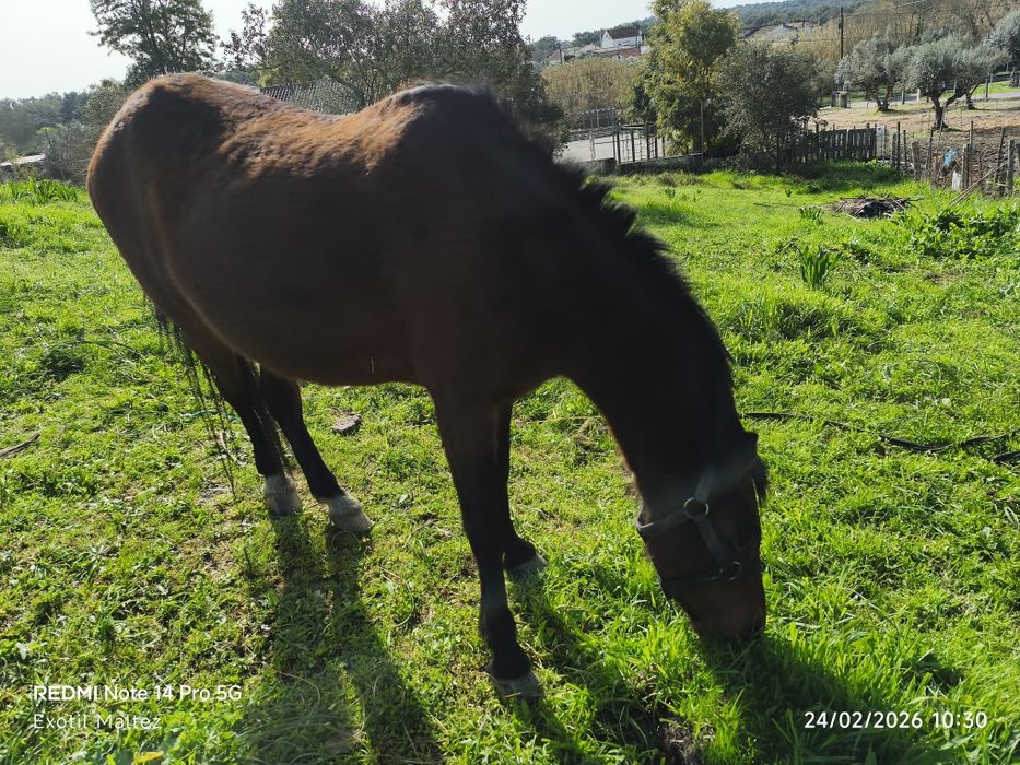 Égua montada e engatada cheia
