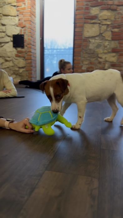 Jack Russell Terrier Suczka Hodowlana 4 lata