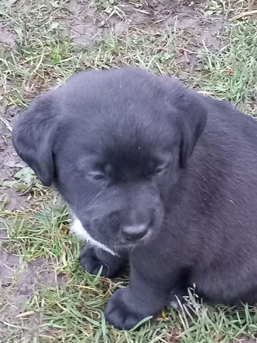 Продаються цуценята