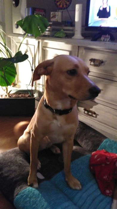 Cães para adoção