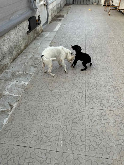 Para venda, lindo exemplar…