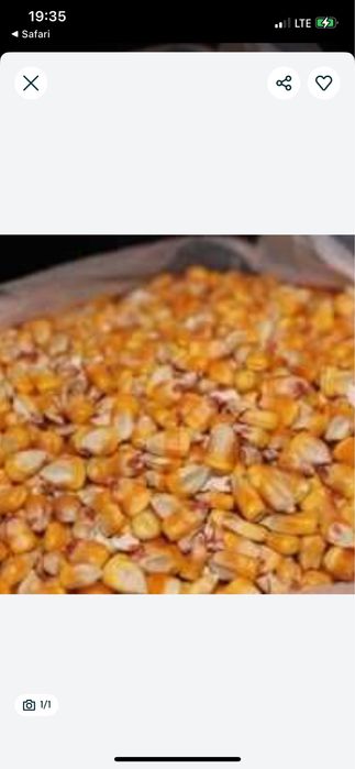 Продам кукурузу Кременчуг