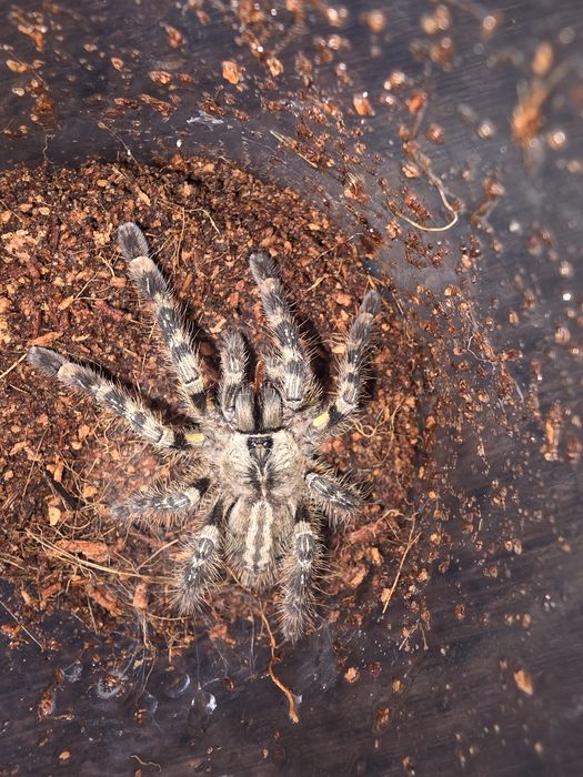 P.o.e.c.i.l.o.t.h.e.r.i.a r.e.g.a.l.is