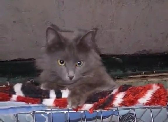 Отдам серую пушистую кошку породы нибелунг, стерилизована, 1 год