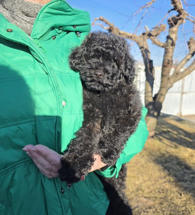 Фантастичні малюки.