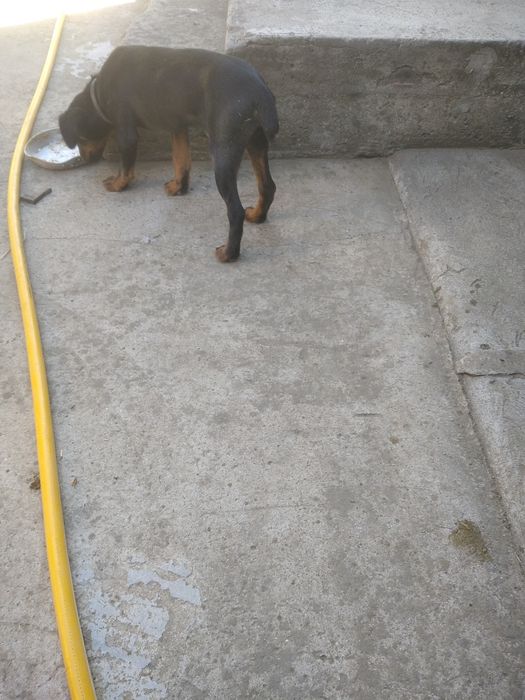 Щенки немецкого ягтерьера