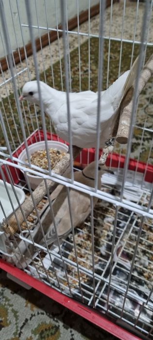 Rolas Mansas com Gaiola