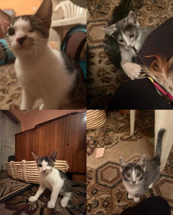 Ash Jack szukamy domu