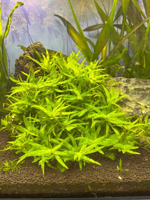 Heteranthera zosterifolia