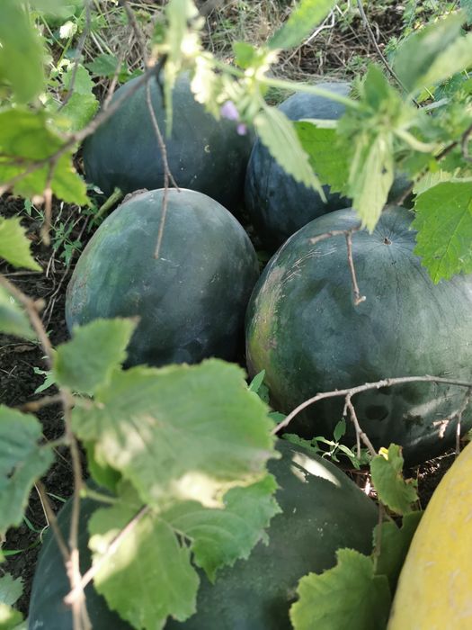 Кавун домашній продам