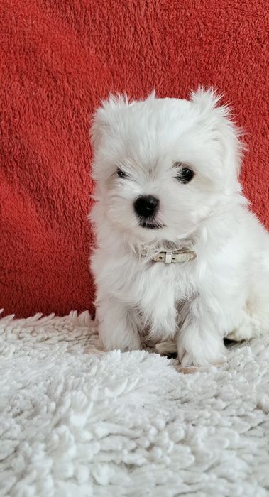 Maltańczyki Maltańczyk piesek rod 4pok.-pełny