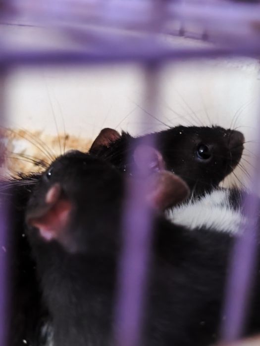 Ostatnie szczurki z hodowli !