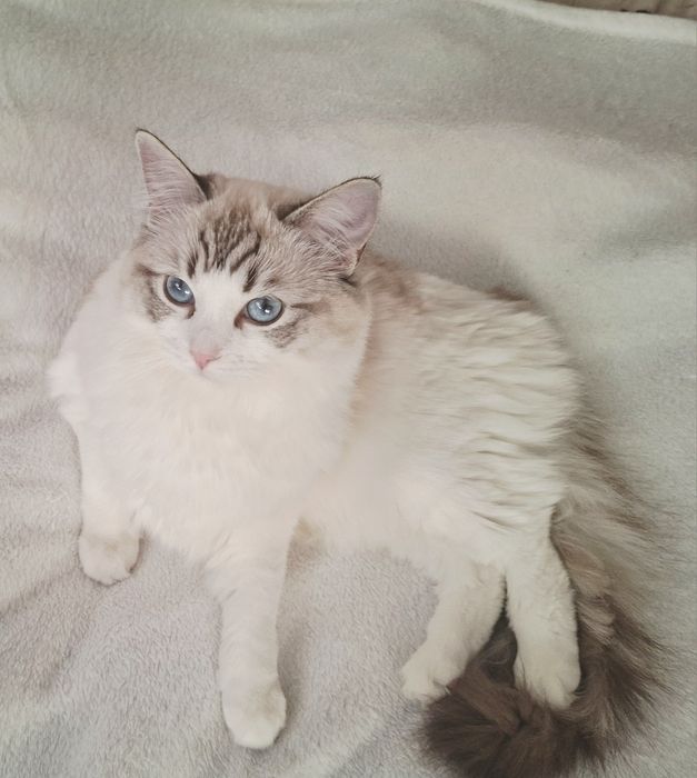 Śliczna kotka Ragdoll z rodowodem