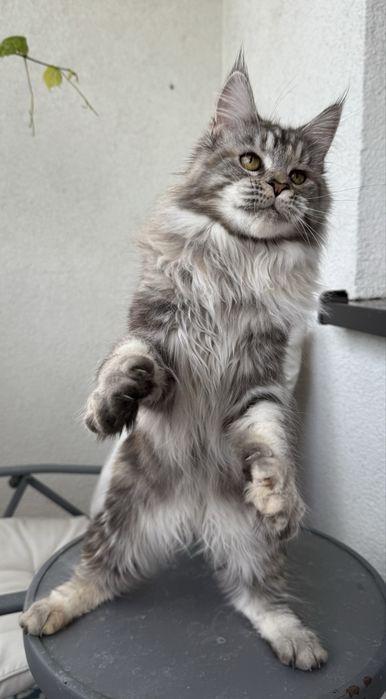 Maine Coon Leona – wyjątkowa kotka, 8 miesięcy