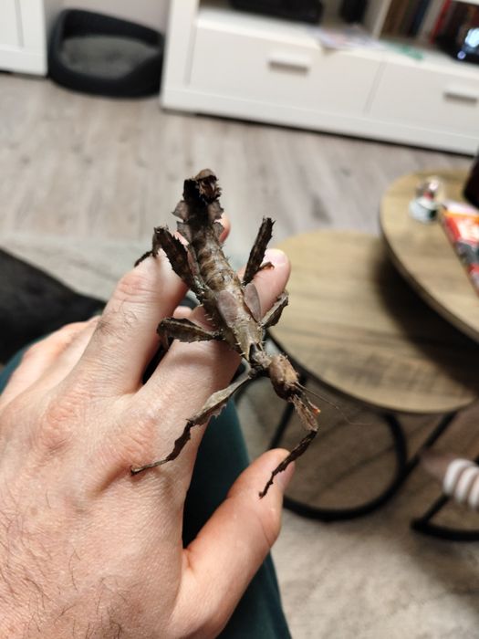 Straszyk australijski