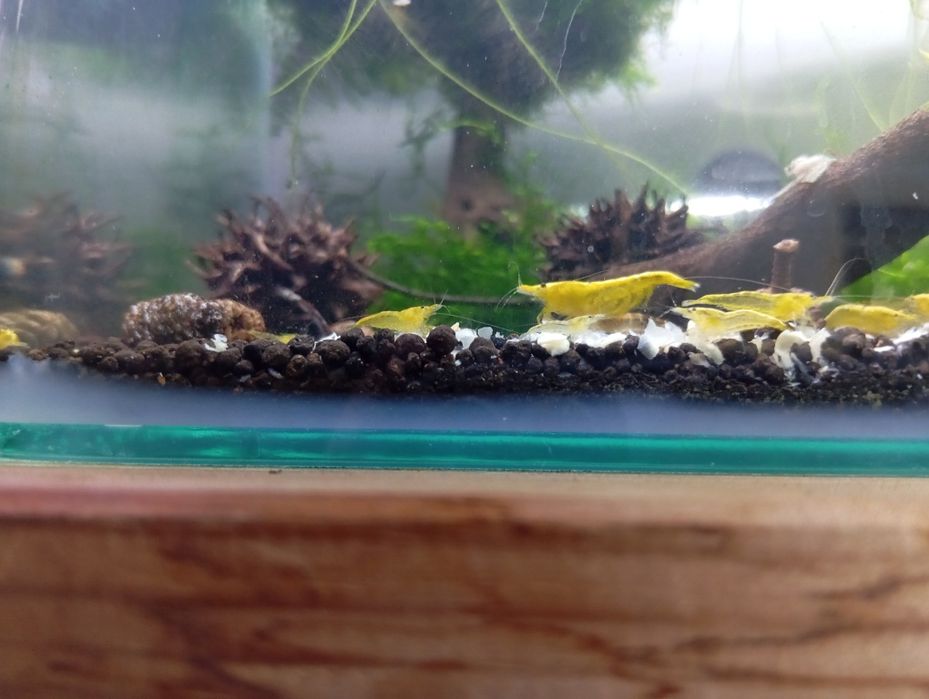 Neocaridinas Yellow Golden Back